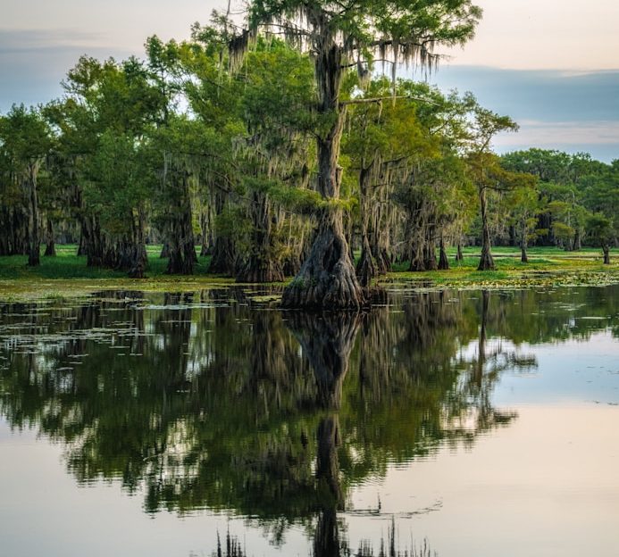 Natur Spiegelbild von Bäumen am Ufer eines ruhigen Gewässers in der Natur.
